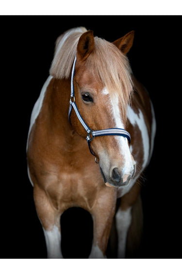 HorseGuard Mascha grime