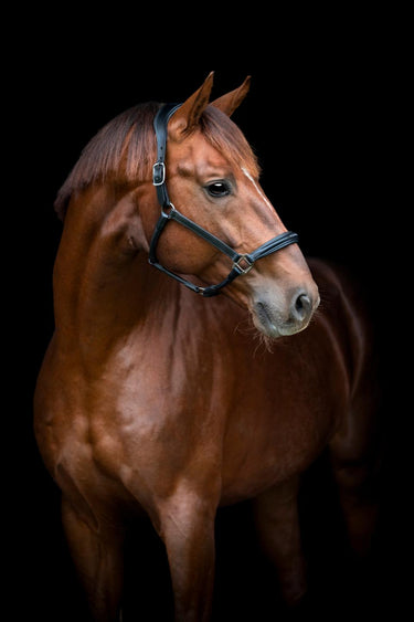 CATAGO Novi 25.2 Lærgrime 