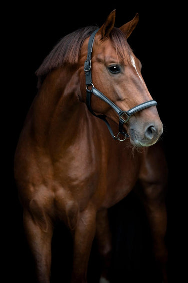 HorseGuard Virna grime
