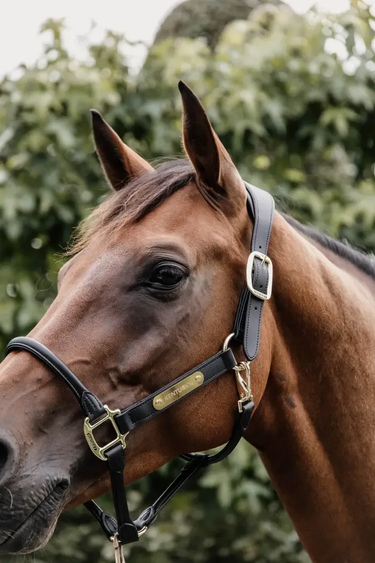Kentucky Anatomic Lærgrime