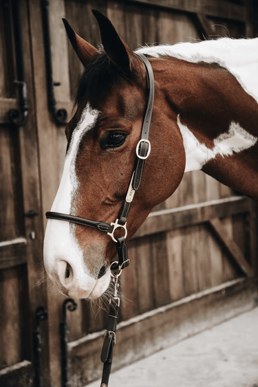 Kentucky Lærgrime Grooming
