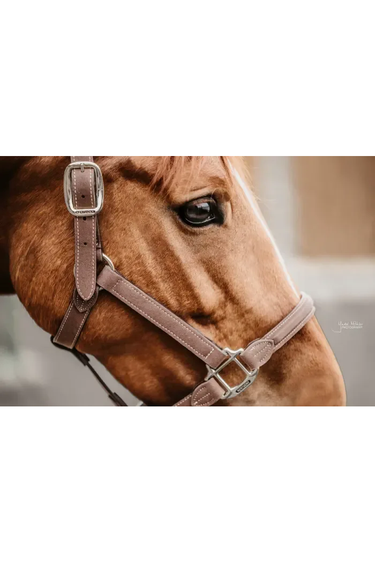 Kentucky Anatomic Suede grime