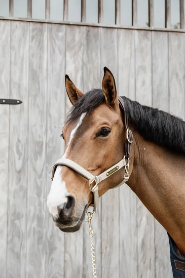 Kentucky Nylongrime Anatomic
