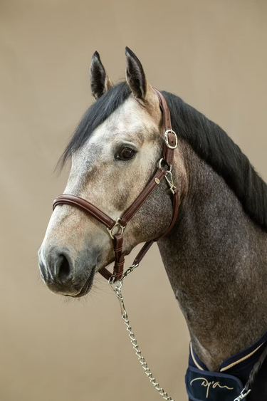 Dyon Soft Lærgrime Head Collar Working By Dyon