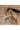 Dyon Training Halter Working By Dyon
