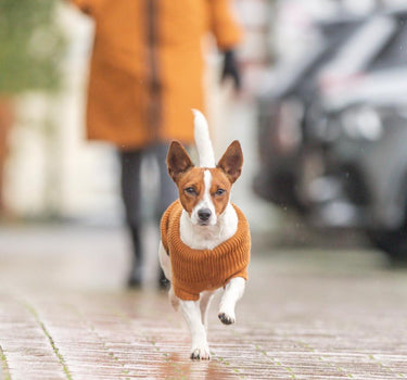 Trixie CityStyle Berlin Hundegenser - Strikket i Myk Ull & Bomull