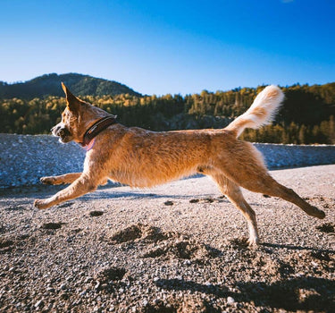 Nonstop Dogwear Rock 2.0 Hundehalsbånd– Robust og Beskyttende