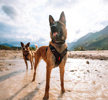 Nonstop Dogwear Rock Justerbar Hundehalsbånd