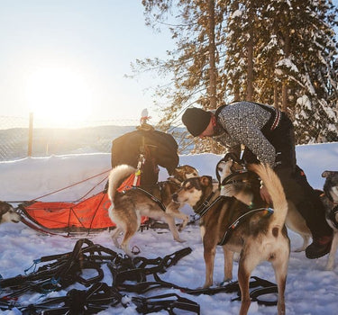 Nonstop Dogwear Nansen Nome 5.0 Hundesele