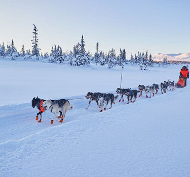 Nonstop Dogwear Nansen Nome 5.0 Hundesele