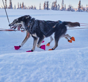 Nonstop Dogwear Polar Hundehalsbånd
