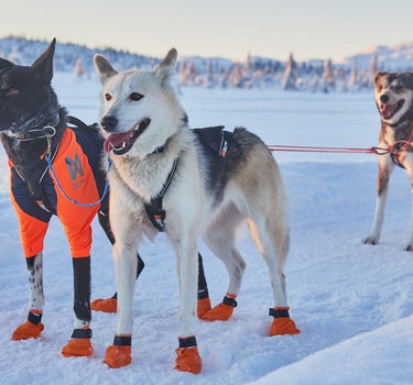 Nonstop Dogwear Protector T-skjorte for Hund