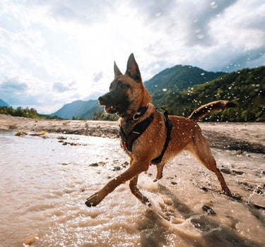 Steinsele for Hund – Slitesterk og Komfortabel Sele for Aktive Utendørs Turer