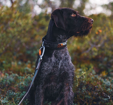 Nonstop Dogwear Rock Justerbar Hundehalsbånd