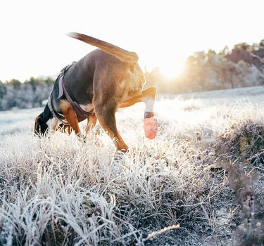 Nonstop Dogwear Protector light Hundesokker – Beskyttende og Komfortabel