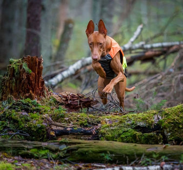 Nonstop Dogwear Beskyttelsesvest for Hund