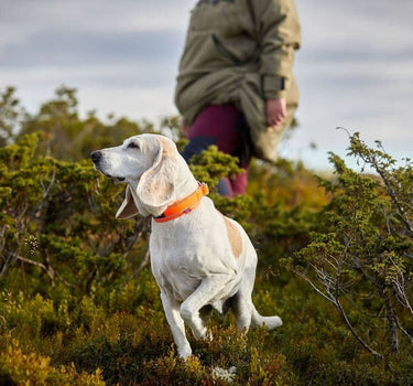 Nonstop Dogwear Signal Hundehalsbånd – Slitesterk og Komfortabel