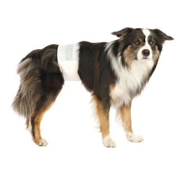 Trixie Bleier til hannhunder